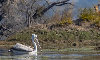 Büyük beyaz pelikanlar (Pelecanus onocrotalus) veya ormandaki pembe pelikan kuşları. Hindistan 'a kış mevsiminde pelikan göçü.