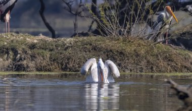 Büyük beyaz pelikanlar (Pelecanus onocrotalus) veya ormandaki pembe pelikan kuşları. Hindistan 'a kış mevsiminde pelikan göçü.