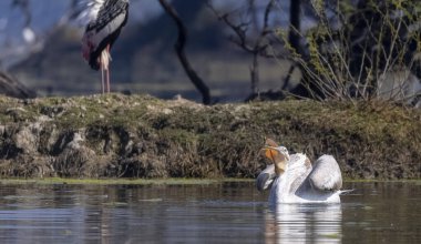 Büyük beyaz pelikanlar (Pelecanus onocrotalus) veya ormandaki pembe pelikan kuşları. Hindistan 'a kış mevsiminde pelikan göçü.