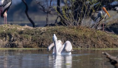 Büyük beyaz pelikanlar (Pelecanus onocrotalus) veya ormandaki pembe pelikan kuşları. Hindistan 'a kış mevsiminde pelikan göçü.
