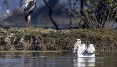 Büyük beyaz pelikanlar (Pelecanus onocrotalus) veya ormandaki pembe pelikan kuşları. Hindistan 'a kış mevsiminde pelikan göçü.
