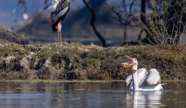 Büyük beyaz pelikanlar (Pelecanus onocrotalus) veya ormandaki pembe pelikan kuşları. Hindistan 'a kış mevsiminde pelikan göçü.