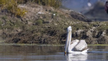 Büyük beyaz pelikanlar (Pelecanus onocrotalus) veya ormandaki pembe pelikan kuşları. Hindistan 'a kış mevsiminde pelikan göçü.