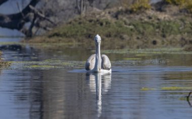 Büyük beyaz pelikanlar (Pelecanus onocrotalus) veya ormandaki pembe pelikan kuşları. Hindistan 'a kış mevsiminde pelikan göçü.