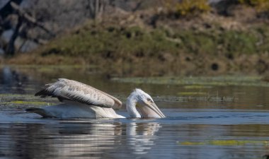 Büyük beyaz pelikanlar (Pelecanus onocrotalus) veya ormandaki pembe pelikan kuşları. Hindistan 'a kış mevsiminde pelikan göçü.