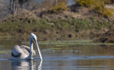 Büyük beyaz pelikanlar (Pelecanus onocrotalus) veya ormandaki pembe pelikan kuşları. Hindistan 'a kış mevsiminde pelikan göçü.