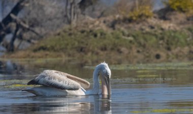 Büyük beyaz pelikanlar (Pelecanus onocrotalus) veya ormandaki pembe pelikan kuşları. Hindistan 'a kış mevsiminde pelikan göçü.