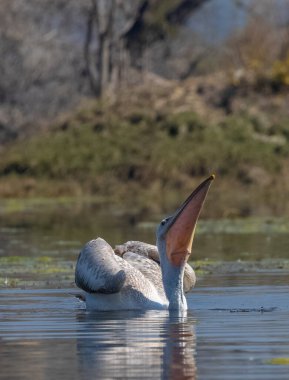 Büyük beyaz pelikanlar (Pelecanus onocrotalus) veya ormandaki pembe pelikan kuşları. Hindistan 'a kış mevsiminde pelikan göçü.