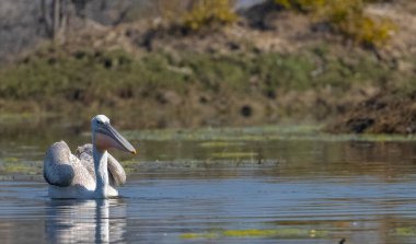 Büyük beyaz pelikanlar (Pelecanus onocrotalus) veya ormandaki pembe pelikan kuşları. Hindistan 'a kış mevsiminde pelikan göçü.