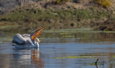 Büyük beyaz pelikanlar (Pelecanus onocrotalus) veya ormandaki pembe pelikan kuşları. Hindistan 'a kış mevsiminde pelikan göçü.