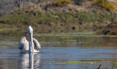 Büyük beyaz pelikanlar (Pelecanus onocrotalus) veya ormandaki pembe pelikan kuşları. Hindistan 'a kış mevsiminde pelikan göçü.