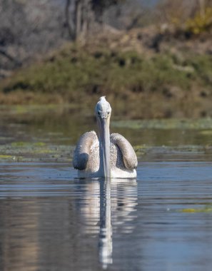 Büyük beyaz pelikanlar (Pelecanus onocrotalus) veya ormandaki pembe pelikan kuşları. Hindistan 'a kış mevsiminde pelikan göçü.