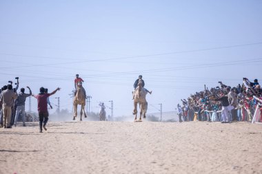 Bikaner, Rajasthan, Hindistan - 14 Ocak 2023: Deve Festivali Bikaner, deve festivali sırasında bikaner 'in kum tepelerinde deve dansı yaparak deve dansı yaptı. Deve dansı en önemli eğlencedir..