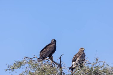 Steppe Kartallar (Aquila nipalensis) Ağacın tepesinde yok oluyor.