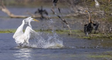 Keoladeo Ulusal Parkı 'ndaki nehirde balık tutan kuşları kapatın.
