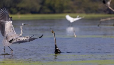 Keoladeo Ulusal Parkı 'ndaki nehirde balık tutan kuşları kapatın.
