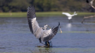 Keoladeo Ulusal Parkı 'ndaki nehirde balık tutan kuşları kapatın.