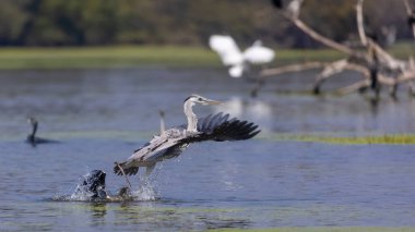 Keoladeo Ulusal Parkı 'ndaki nehirde balık tutan kuşları kapatın.