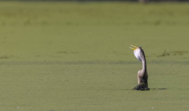 Doğulu darter (Anhinga melanogaster) ya da nehirde yılan kuşu avı.