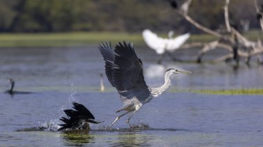 Keoladeo Ulusal Parkı 'ndaki nehirde balık tutan kuşları kapatın.