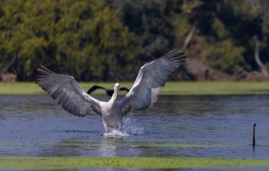Keoladeo Ulusal Parkı 'ndaki nehirde balık tutan kuşları kapatın.