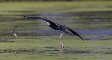 Keoladeo Ulusal Parkı 'ndaki nehirde balık tutan kuşları kapatın.