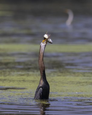 Doğulu darter (Anhinga melanogaster) ya da nehirde yılan kuşu avı.