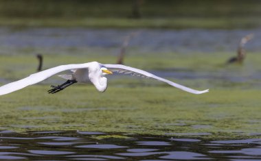 Keoladeo Ulusal Parkı 'ndaki nehirde balık tutan kuşları kapatın.