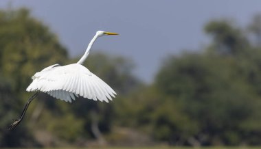 Keoladeo Ulusal Parkı 'ndaki nehirde balık tutan kuşları kapatın.