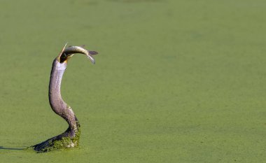 Doğulu darter (Anhinga melanogaster) ya da nehirde yılan kuşu avı.