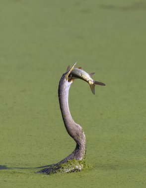 Doğulu darter (Anhinga melanogaster) ya da nehirde yılan kuşu avı.