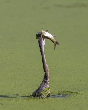 Doğulu darter (Anhinga melanogaster) ya da nehirde yılan kuşu avı.