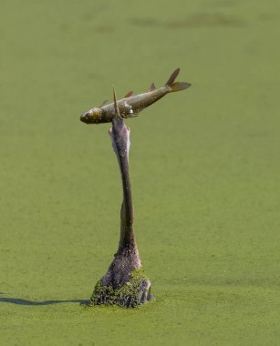 Doğulu darter (Anhinga melanogaster) ya da nehirde yılan kuşu avı.