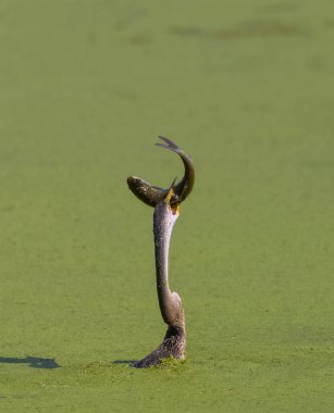 Doğulu darter (Anhinga melanogaster) ya da nehirde yılan kuşu avı.