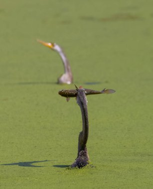 Doğulu darter (Anhinga melanogaster) ya da nehirde yılan kuşu avı.