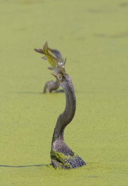 Doğulu darter (Anhinga melanogaster) ya da nehirde yılan kuşu avı.