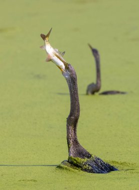 Doğulu darter (Anhinga melanogaster) ya da nehirde yılan kuşu avı.