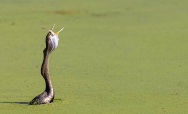 Doğulu darter (Anhinga melanogaster) ya da nehirde yılan kuşu avı.