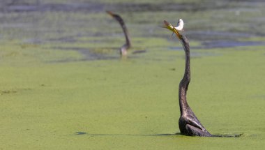 Doğulu darter (Anhinga melanogaster) ya da nehirde yılan kuşu avı.