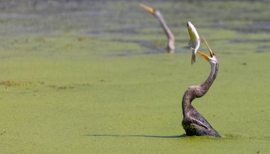 Doğulu darter (Anhinga melanogaster) ya da nehirde yılan kuşu avı.