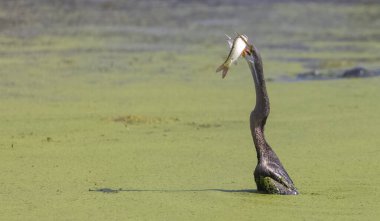 Doğulu darter (Anhinga melanogaster) ya da nehirde yılan kuşu avı.