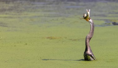 Doğulu darter (Anhinga melanogaster) ya da nehirde yılan kuşu avı.