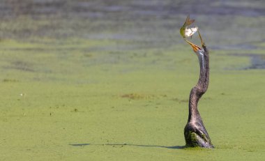 Doğulu darter (Anhinga melanogaster) ya da nehirde yılan kuşu avı.