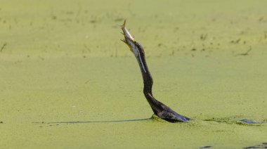 Doğulu darter (Anhinga melanogaster) ya da nehirde yılan kuşu avı.