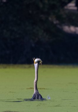 Doğulu darter (Anhinga melanogaster) ya da nehirde yılan kuşu avı.