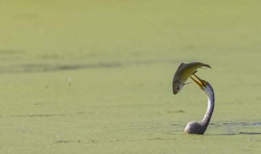 Doğulu darter (Anhinga melanogaster) ya da nehirde yılan kuşu avı.