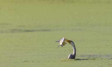 Doğulu darter (Anhinga melanogaster) ya da nehirde yılan kuşu avı.