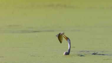 Doğulu darter (Anhinga melanogaster) ya da nehirde yılan kuşu avı.