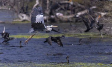 Keoladeo Ulusal Parkı 'ndaki nehirde balık tutan kuşları kapatın.