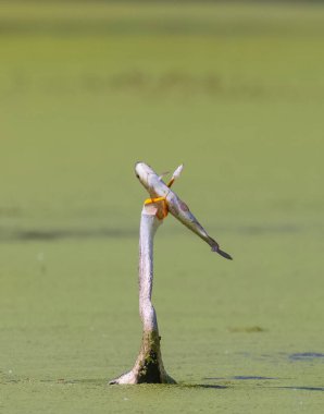 Doğulu darter (Anhinga melanogaster) ya da nehirde yılan kuşu avı.